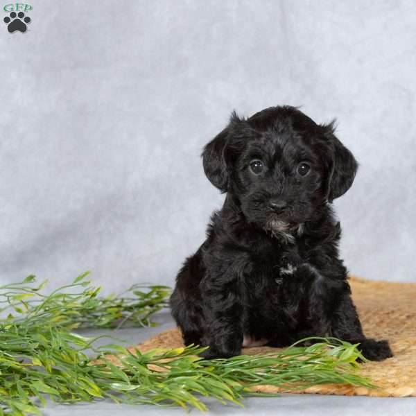 Dixie, Yorkie Poo Puppy